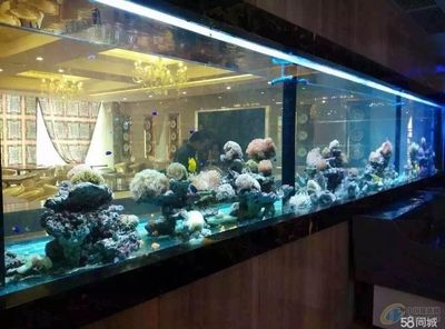 广州鱼缸批发地方在哪里有卖：广州海洋生态批发店 广州水族批发市场 第1张