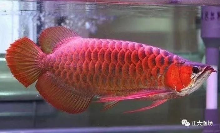 红龙鱼长多大开始发色了：红龙鱼发色的四个阶段