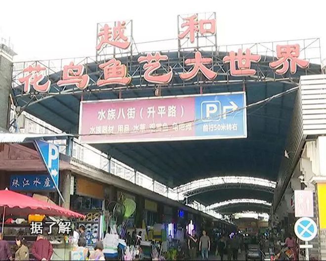 广州芳村花鸟鱼虫大世界市场：广州芳村花鸟鱼虫大世界