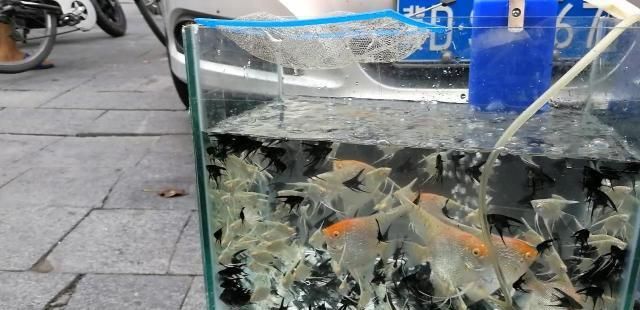 观赏鱼批发商：观赏鱼批发市场 广州水族批发市场 第3张