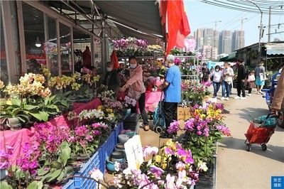 广州最大的花卉市场：广州最大的花卉市场是哪个？ 广州水族批发市场 第2张