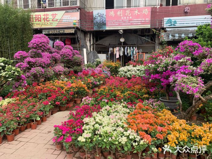 广州最大的花卉市场：广州最大的花卉市场是哪个？ 广州水族批发市场 第3张