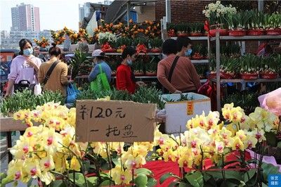 广州最大的花卉市场：广州最大的花卉市场是哪个？ 广州水族批发市场 第1张