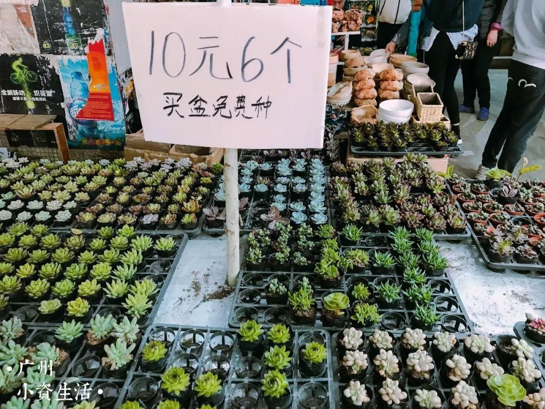 芳村花鸟鱼市场几点关门营业时间：广州芳村花鸟鱼市场营业时间表 广州水族批发市场 第4张