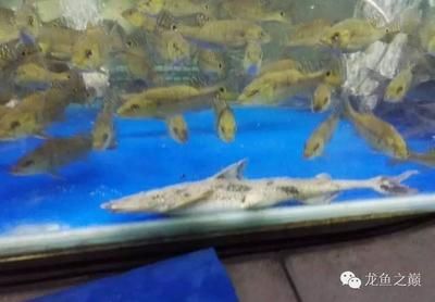 广州观赏鱼市场有哪些地方可以买：广州花地湾花鸟鱼虫市场 广州水族批发市场 第1张