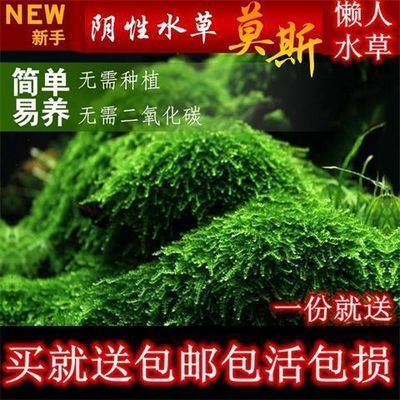 玻璃做鱼缸用什么胶结实吗：使用玻璃胶粘接鱼缸的注意事项 鱼缸百科 第4张