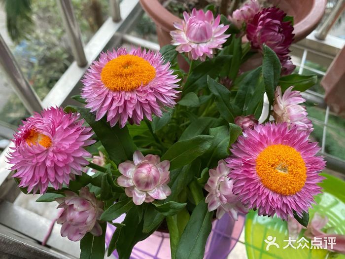 芳村花卉市场盆栽区：广州芳村花卉市场 广州水族批发市场 第4张