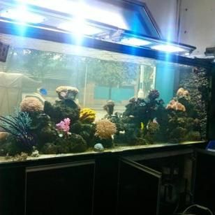 广州鱼缸哪里买最便宜的鱼：如何挑选合适的鱼缸