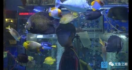 广州最大的水族市场在哪里啊：广州水族市场文化意义广州水族市场的文化意义 广州水族批发市场 第3张