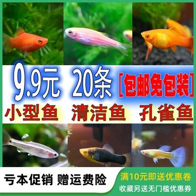 观赏鱼哪有买的啊多少钱：全球观赏鱼市场现状与趋势 广州水族批发市场 第4张