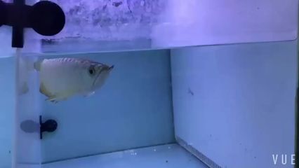 广州哪里有水族批发市场啊：广州水族批发市场交通指南 广州水族批发市场 第1张