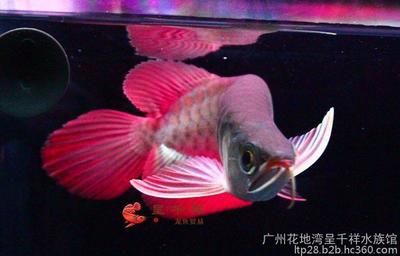 广州水族批发市场在哪里便宜些呢多少钱：广州水族批发市场 广州水族批发市场 第3张