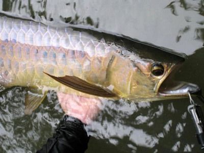 野生大金龙鱼：野生大金龙鱼是一种珍贵且濒危的生物 龙鱼百科 第3张