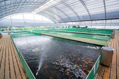 观赏鱼店从哪进货便宜：如何选择观赏鱼店 广州水族批发市场 第1张