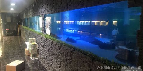 观赏鱼进出口公司 广州水族批发市场 第1张