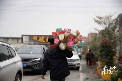 广州芳村花卉市场疫情：广州芳村花卉市场疫情下的岭南花卉市场 广州水族批发市场 第4张