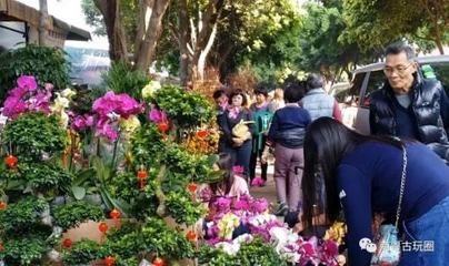 广州芳村花卉市场疫情：广州芳村花卉市场疫情下的岭南花卉市场 广州水族批发市场 第1张