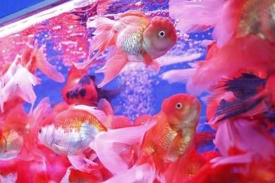 广州卖观赏鱼的地方 广州水族批发市场 第4张