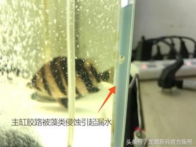 玻璃胶鱼缸能用几年时间更换：如何正确使用鱼缸玻璃胶？