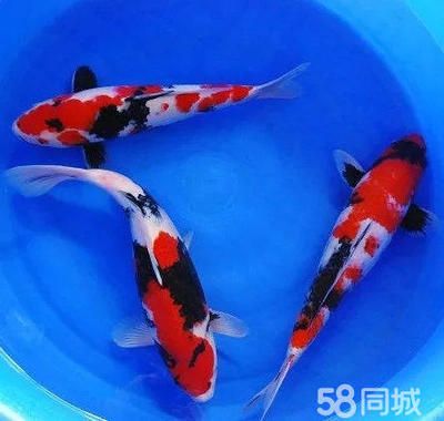 观赏鱼批发基地 进货渠道：观赏鱼批发基地 广州水族批发市场 第3张