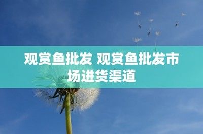 观赏鱼批发基地 进货渠道：观赏鱼批发基地 广州水族批发市场 第1张