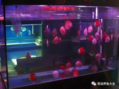 观赏鱼进货渠道推荐：观赏鱼的进货渠道 广州水族批发市场 第3张