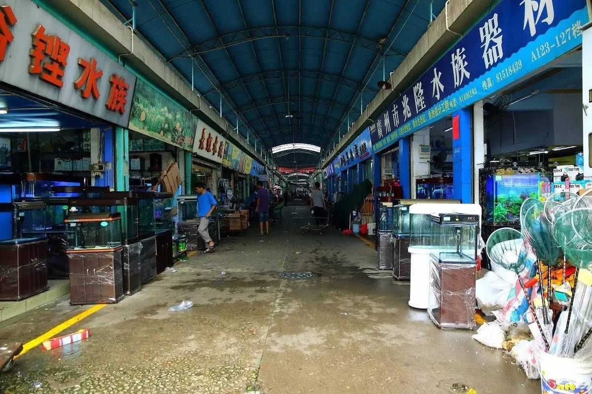 广州最大水族批发市场：广州有哪些水族批发市场？