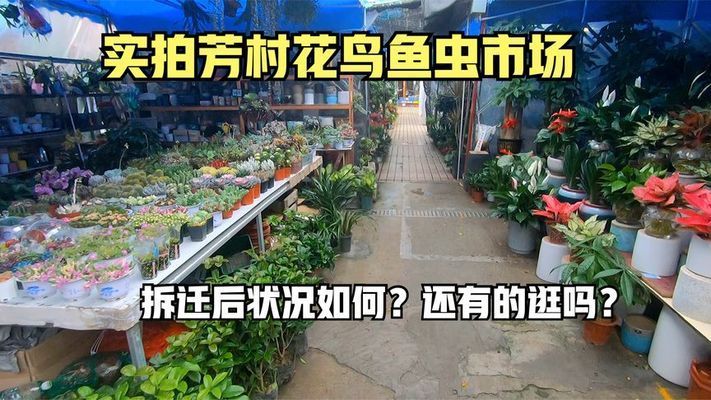 广州芳村花鸟鱼虫市场还在不在营业：广州芳村花鸟鱼虫市场