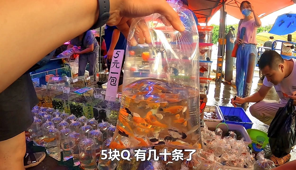 广州最大的水族市场：广州芳村花鸟鱼虫大世界 广州水族批发市场 第1张