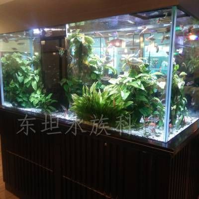 广州最大的鱼缸市场在哪里 广州水族批发市场 第1张