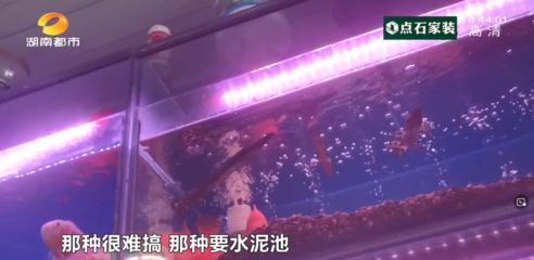 广东最大的观赏鱼市场：广东加载更多的观赏鱼市场 广州水族批发市场 第1张