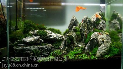 广州鱼缸造景批发市场在哪里：广州鱼缸造景批发市场 广州水族批发市场 第3张