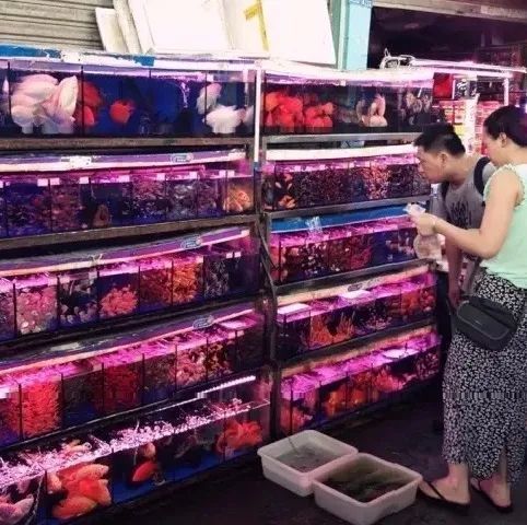 芳村花鸟鱼虫新世界怎么去：广州芳村花鸟鱼虫新世界 广州水族批发市场 第4张