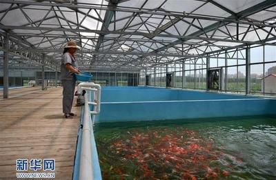 花都观赏鱼：广州花都观赏鱼养殖场