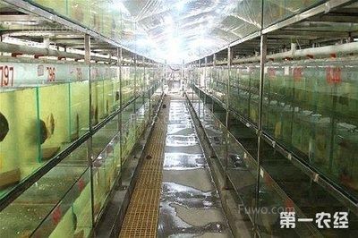 花都观赏鱼：广州花都观赏鱼养殖场 广州水族批发市场 第2张