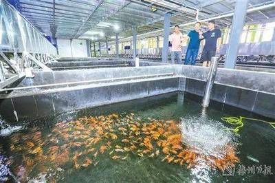 花都观赏鱼：广州花都观赏鱼养殖场 广州水族批发市场 第3张