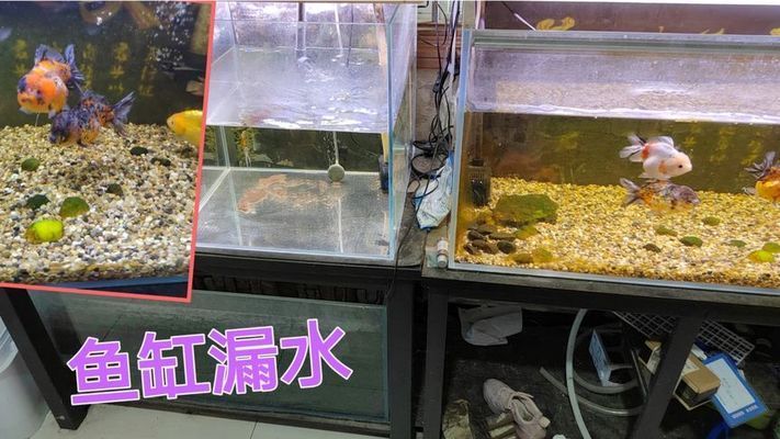 大型鱼缸漏水如何修补好呢：大型鱼缸漏水怎么办？ 鱼缸百科 第3张