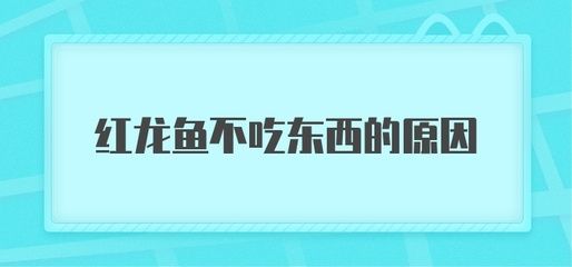 红龙鱼状态很好就是不吃东西怎么办：红龙鱼不吃东西怎么办