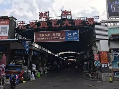 芳村花鸟鱼市场搬迁到哪里去了：芳村花鸟鱼虫市场已经搬迁至广州花卉博览园内的百艺城里 广州水族批发市场 第4张