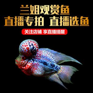 观赏鱼批发直播：观赏鱼批发直播带货法律风险 广州水族批发市场 第1张