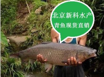 观赏鱼批发价多少：观赏鱼批发价格 广州水族批发市场 第1张