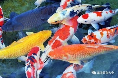 广州观赏鱼市场有哪些地方好：广州哪里有观赏鱼市场