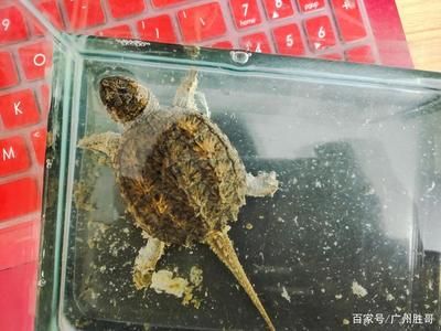 广州买观赏鱼：广州观赏鱼价格信息 广州水族批发市场 第4张