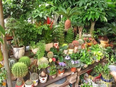 芳村花鸟鱼虫市场：广州芳村花鸟鱼虫市场拆迁芳村花鸟鱼虫市场地块规划过审 广州水族批发市场 第4张