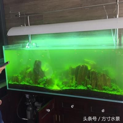 大型家用鱼缸怎么打理：大型家用鱼缸的打理主要包括以下几个方面：清洗鱼缸的重要步骤 鱼缸百科 第4张