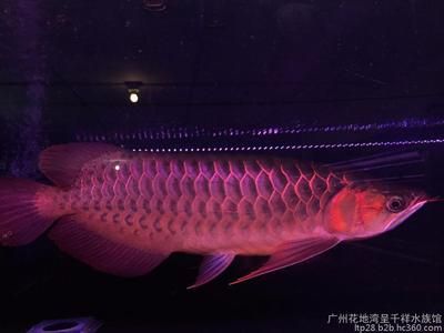 广州水族馆观赏鱼批发价格：广州最大观赏鱼批发市场价格仅供参考实际价格仅供参考 广州水族批发市场 第1张