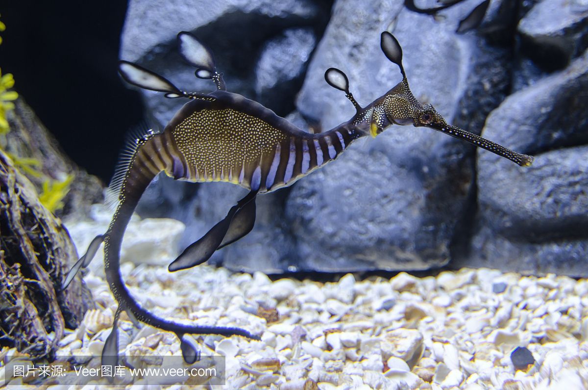 大洋水族鱼缸厂家：大洋水族鱼缸厂家基本概况 鱼缸百科 第4张