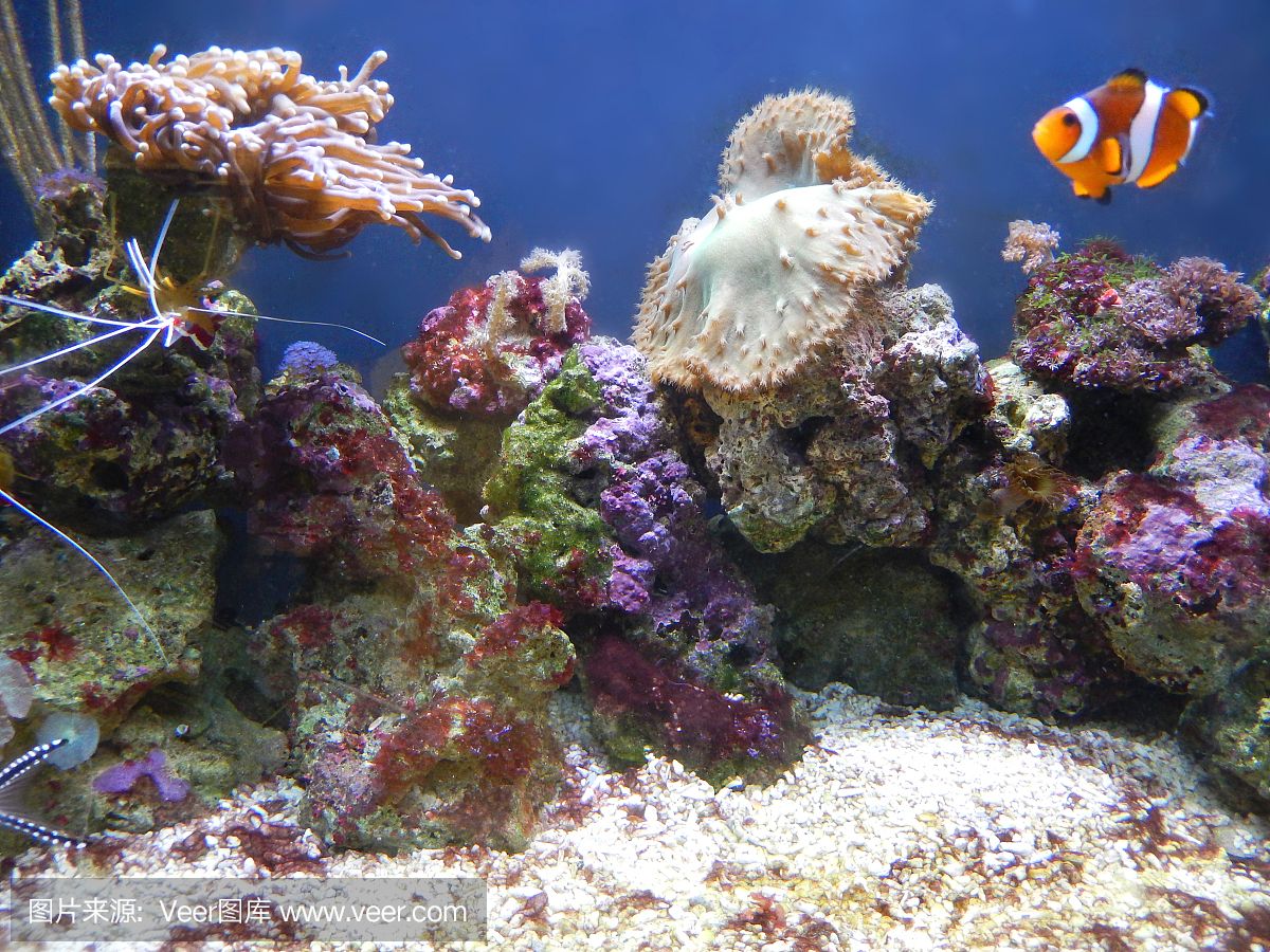 大洋水族鱼缸厂家：大洋水族鱼缸厂家基本概况