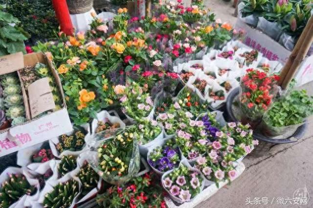 芳村大道花鸟市场营业时间：广州芳村大道花鸟市场营业时间查询 广州水族批发市场 第4张