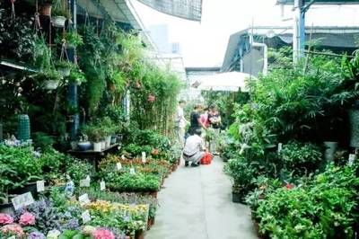 芳村花鸟市场有什么卖的：广州芳村花鸟鱼虫大世界 广州水族批发市场 第4张